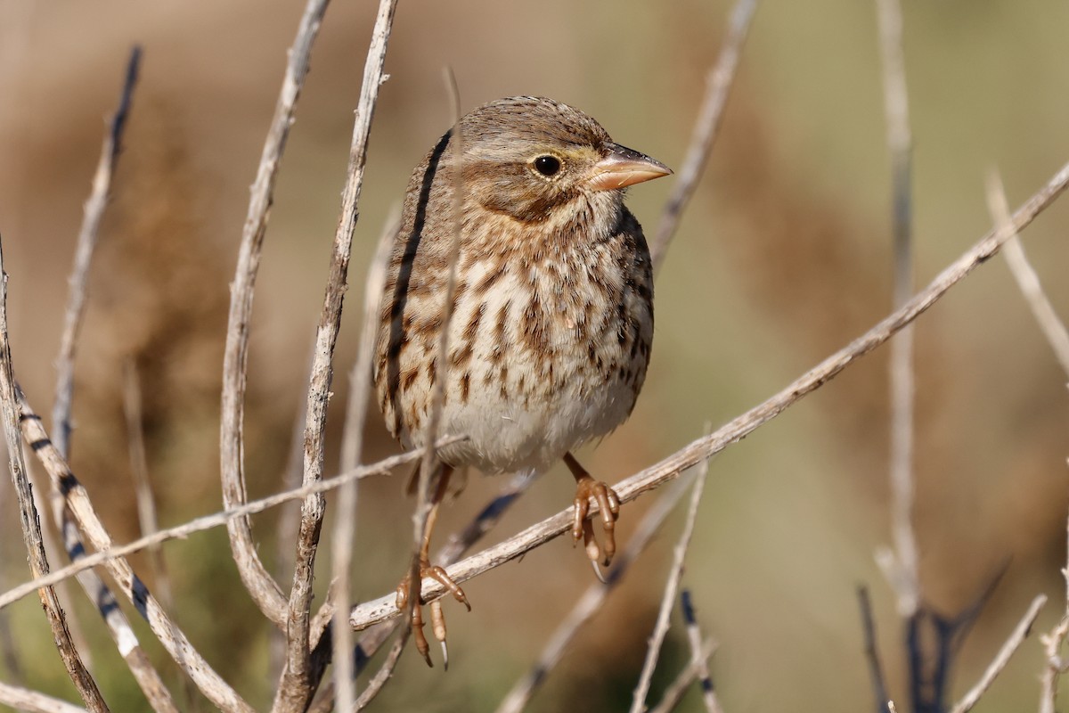 Savannah Sparrow (Large-billed) - ML646361840
