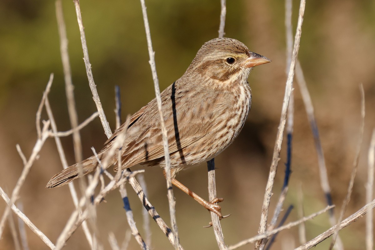Savannah Sparrow (Large-billed) - ML646361841