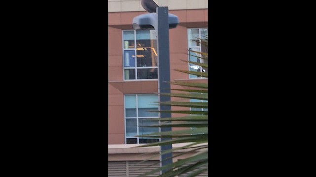 hrdlička červenooká - ML646361845