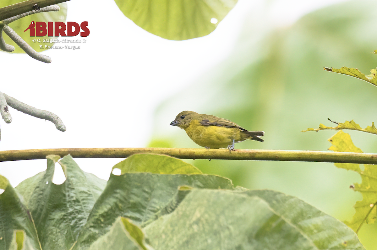 Thick-billed Euphonia - ML646361848