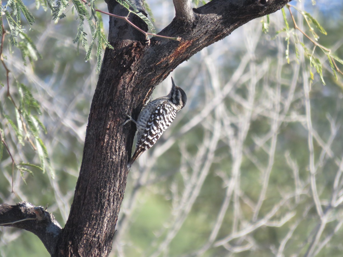 strakapoud proužkohřbetý - ML646361852