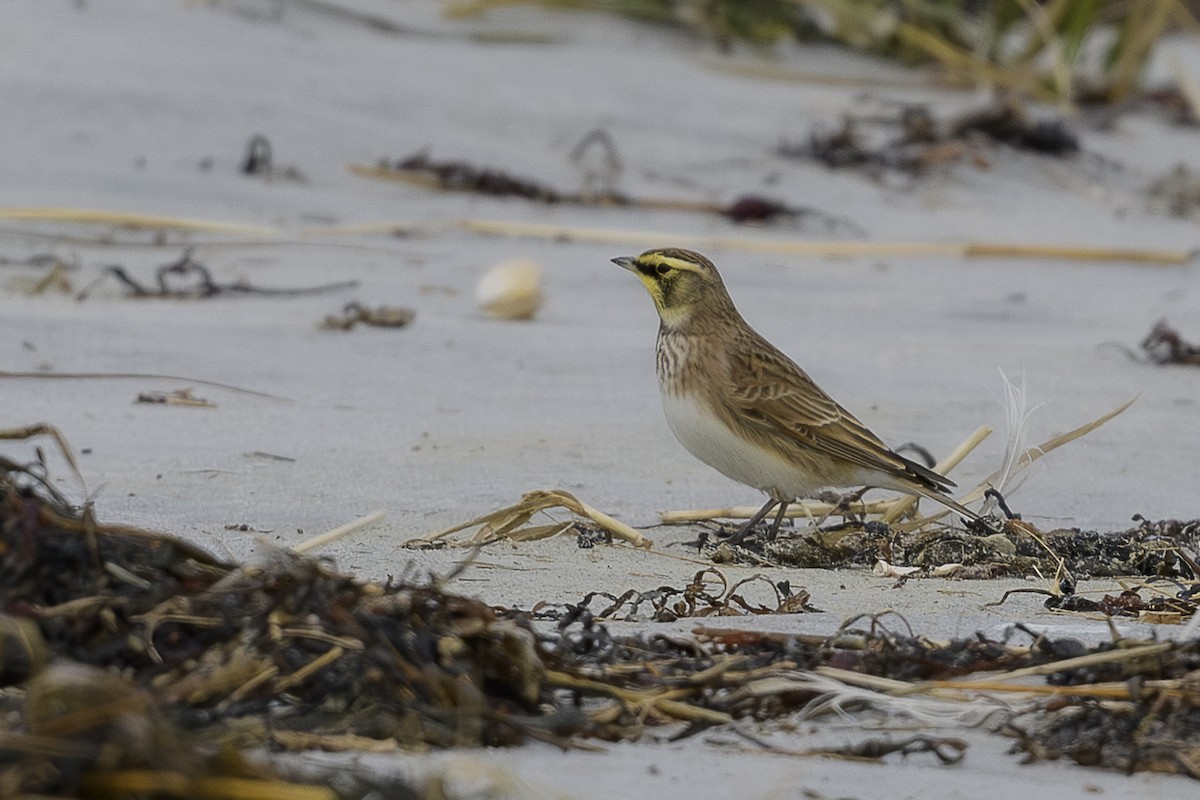 skřivan ouškatý - ML646361854