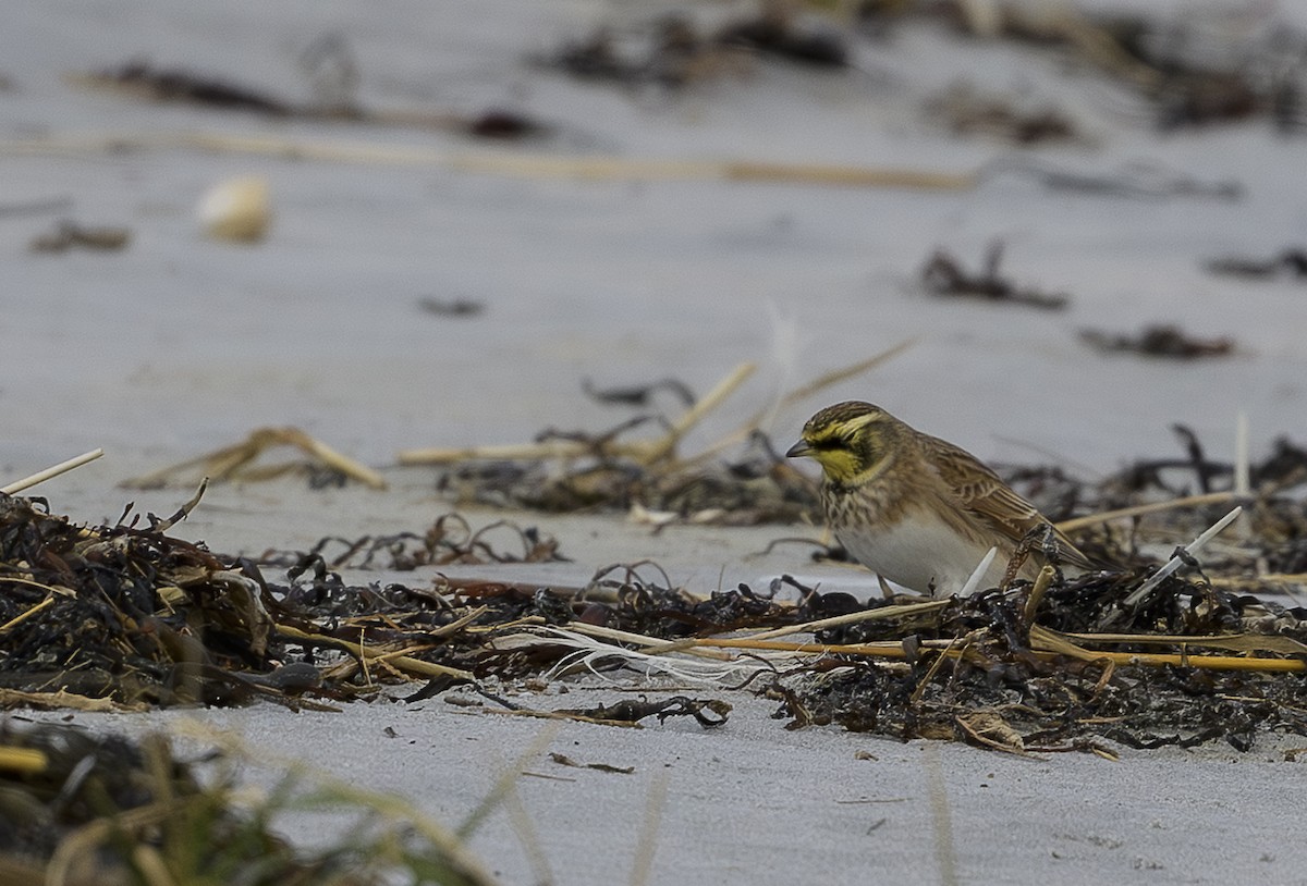 skřivan ouškatý - ML646361855