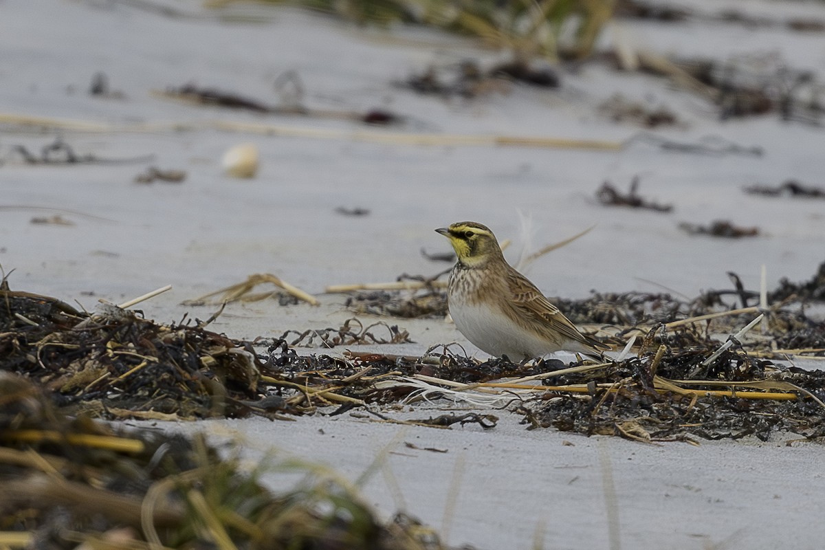 skřivan ouškatý - ML646361856