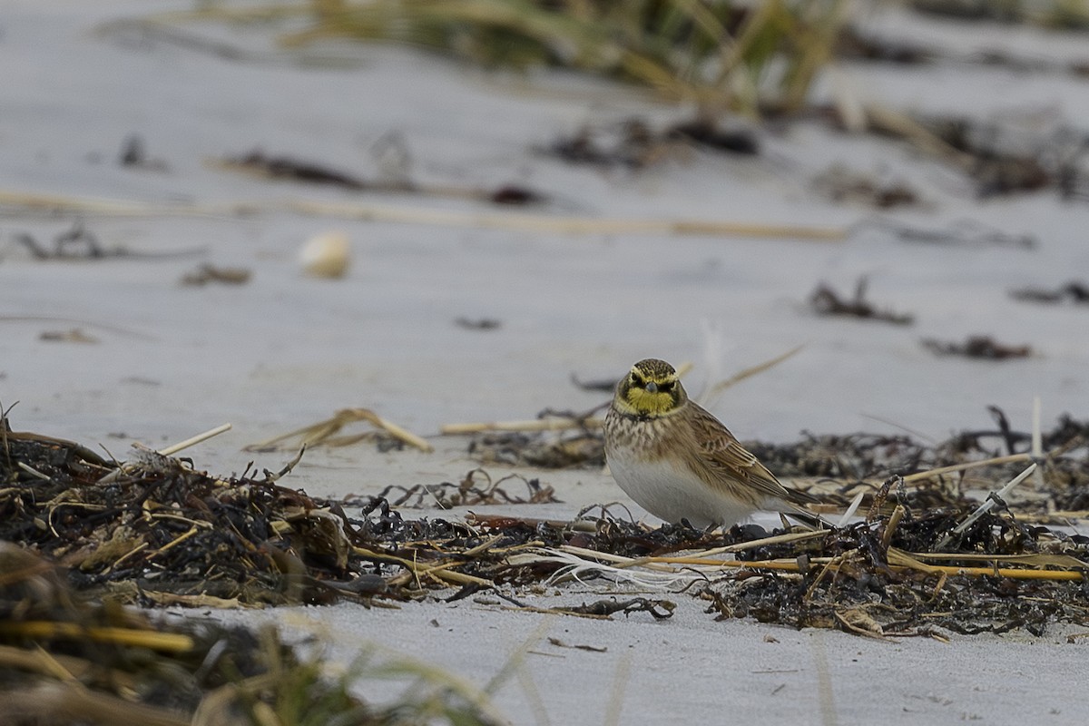 skřivan ouškatý - ML646361857