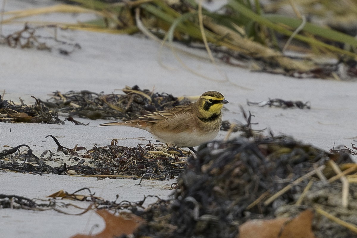 skřivan ouškatý - ML646361858