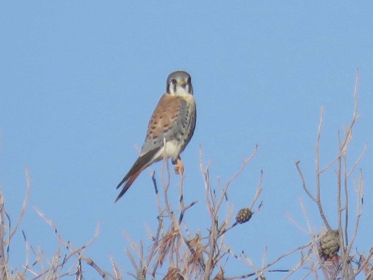 poštolka pestrá - ML646361859