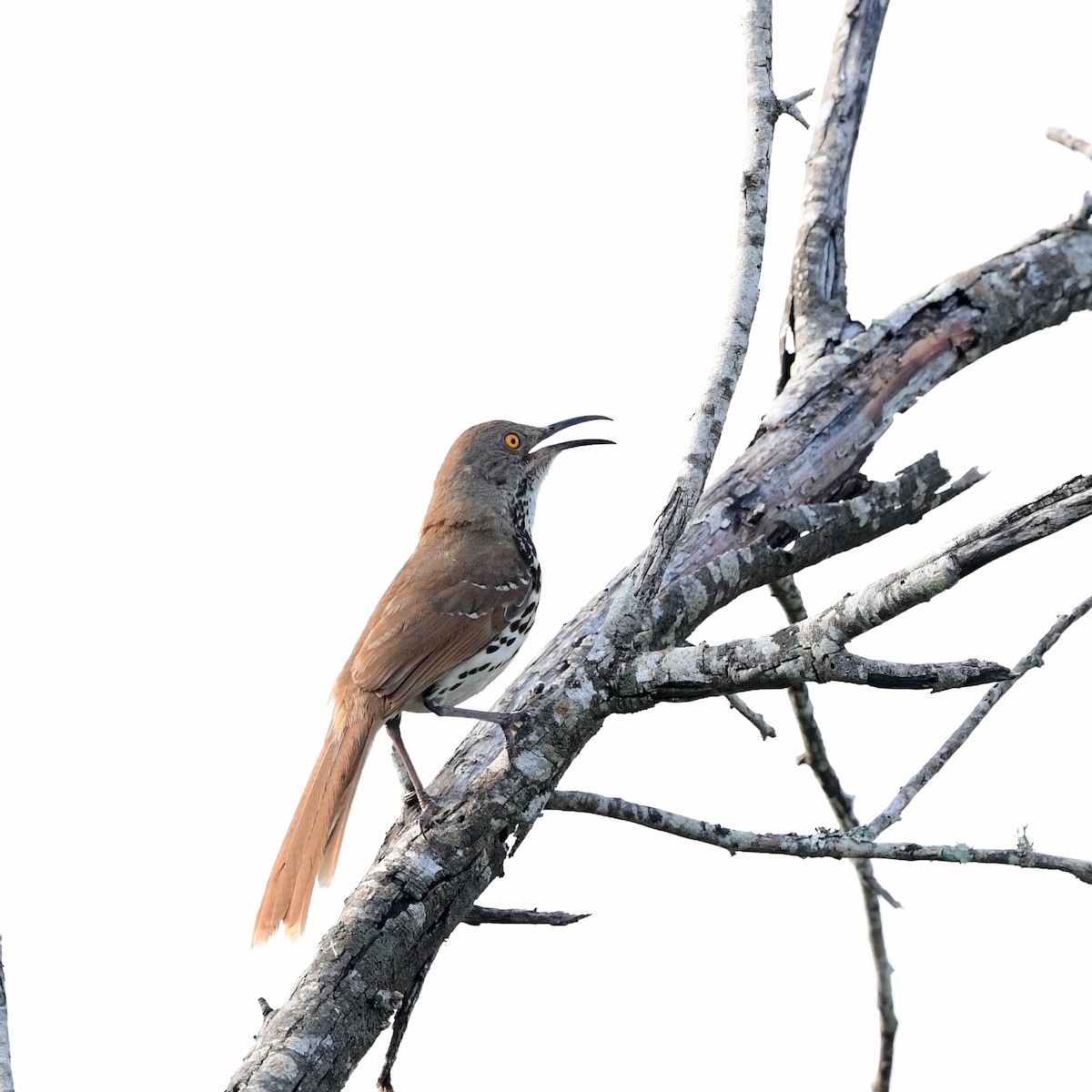 drozdec dlouhozobý - ML646361860