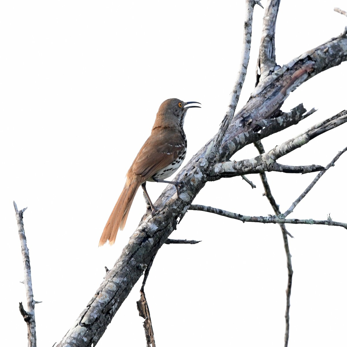 drozdec dlouhozobý - ML646361861