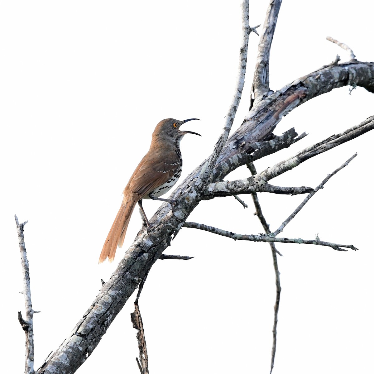 drozdec dlouhozobý - ML646361862