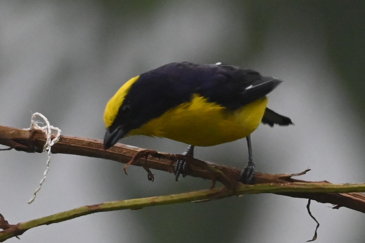 libohlásek tlustozobý - ML646361863