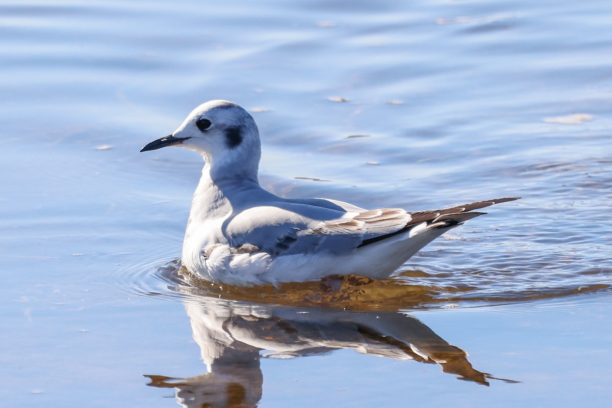 racek Bonapartův - ML646361864