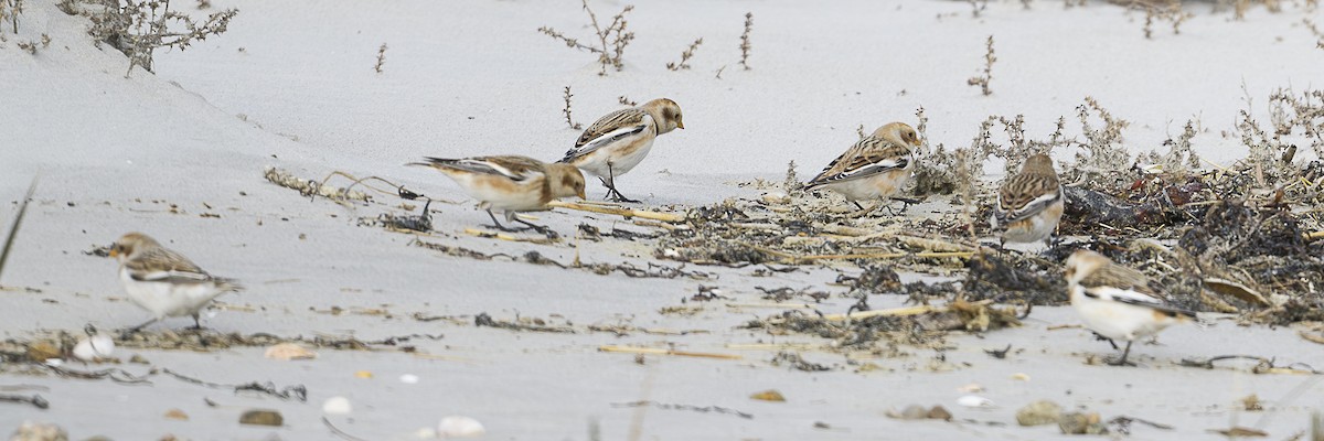 sněhule severní - ML646361866