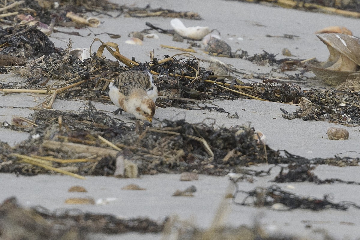 sněhule severní - ML646361867