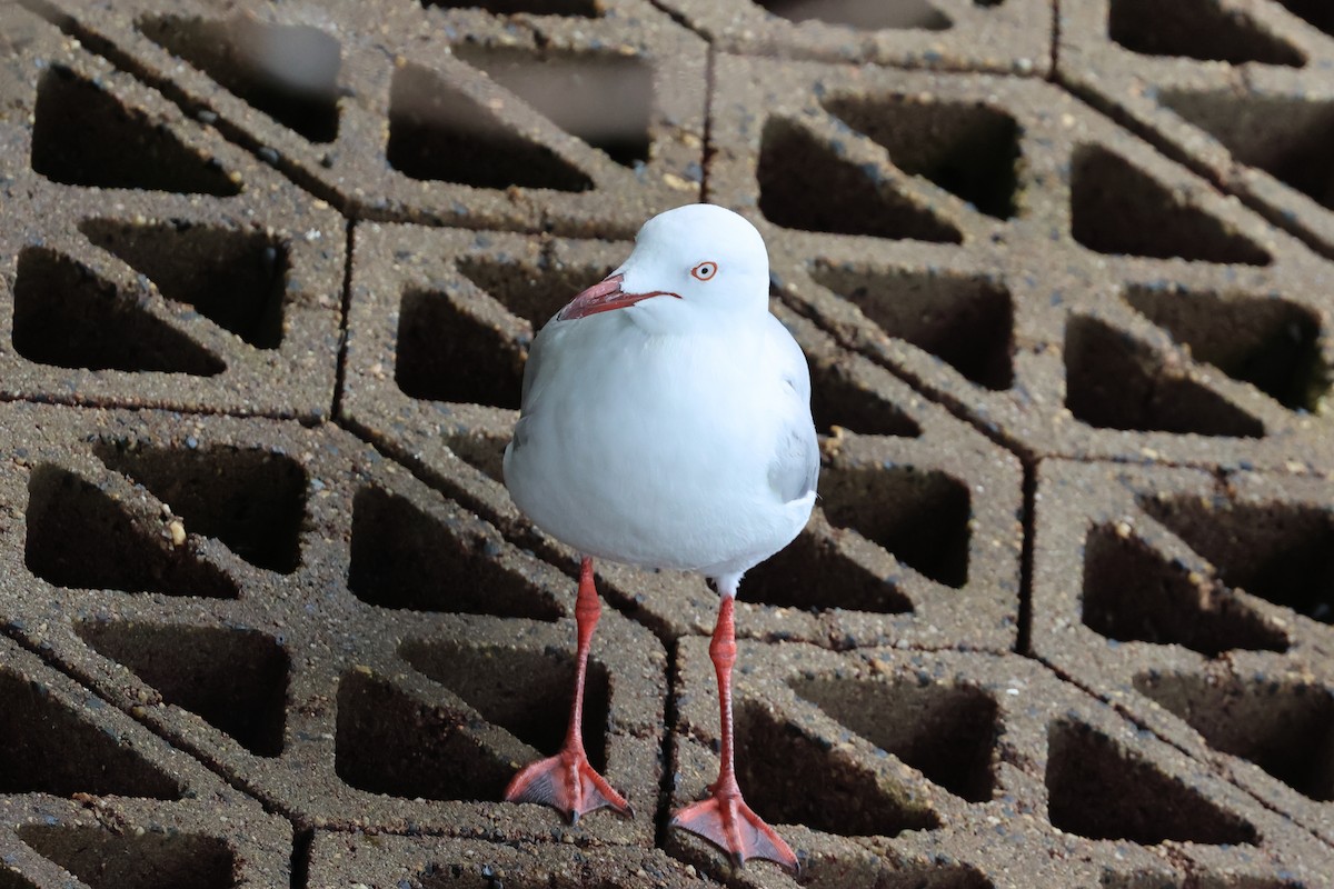 racek australský - ML646361869