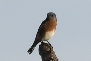 salašník modrý - ML646361870