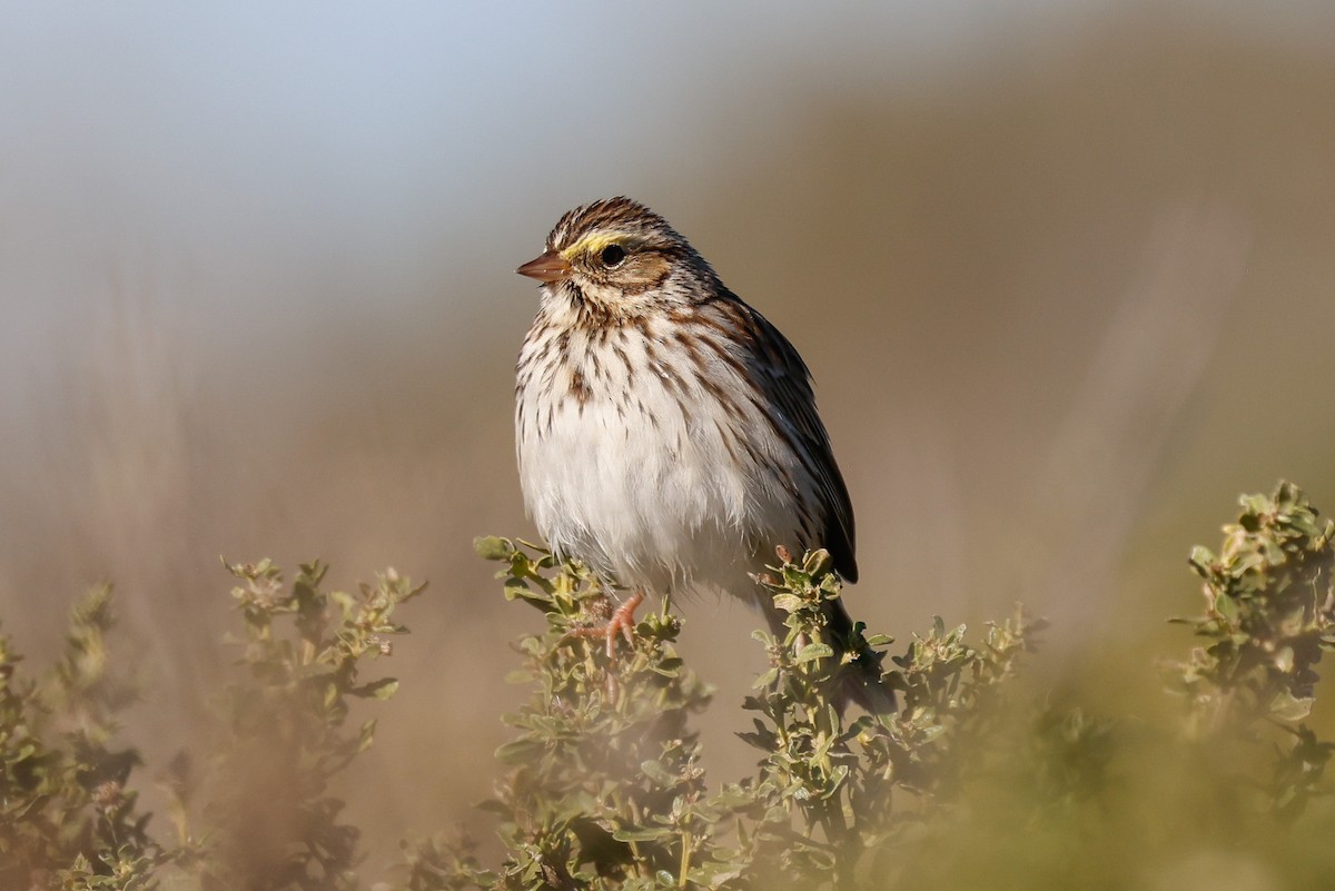 strnadec luční - ML646361871