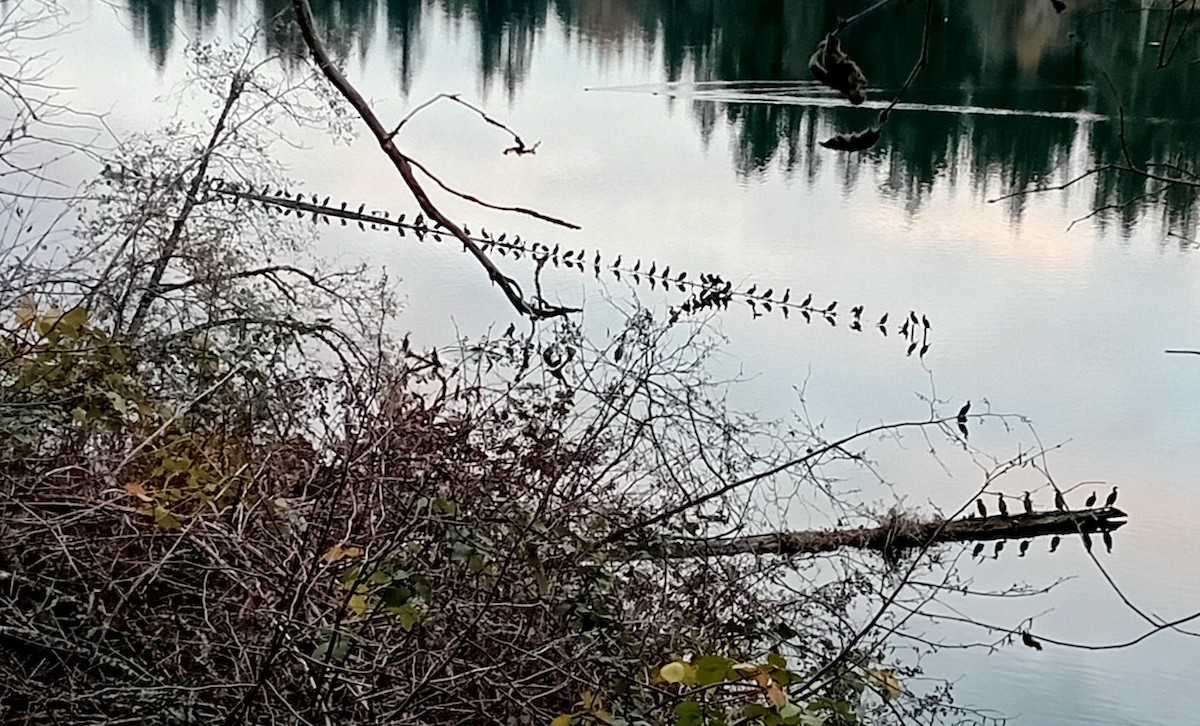 kormorán ušatý - ML646361873