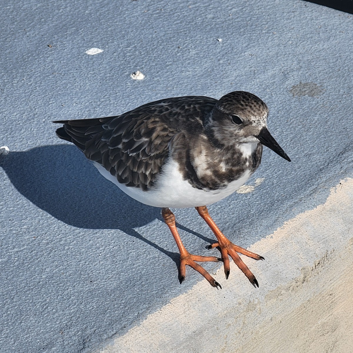 kamenáček pestrý - ML646361874