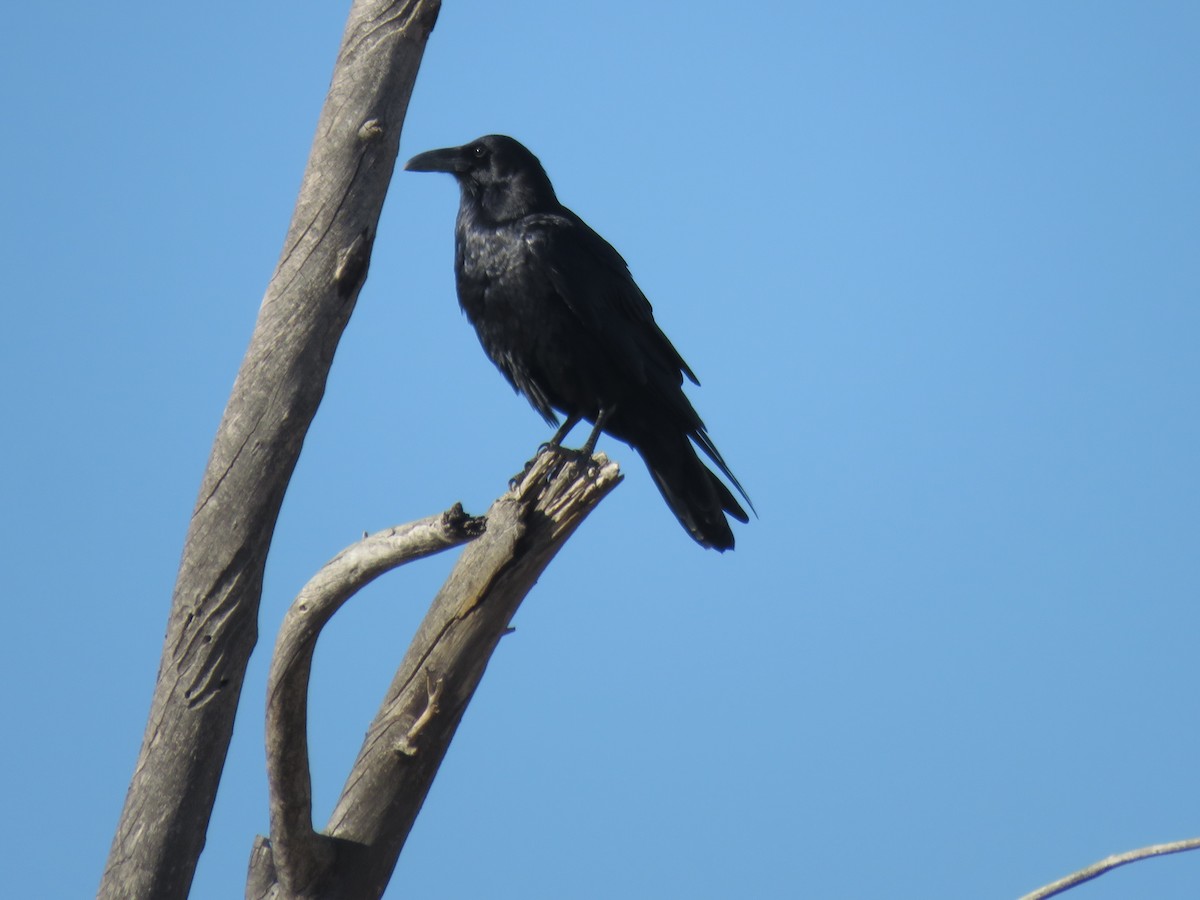 krkavec velký - ML646361875