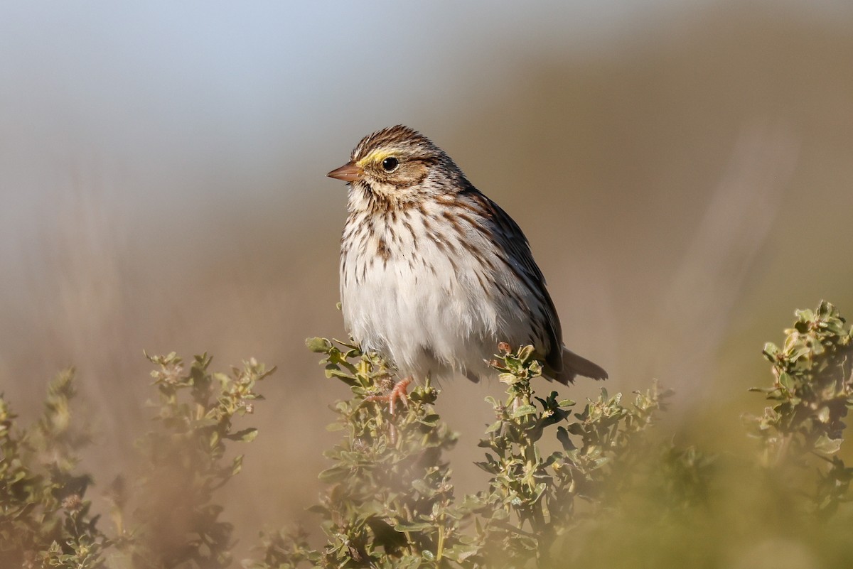 strnadec luční - ML646361876