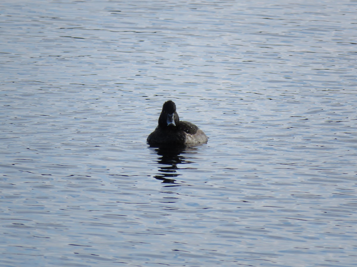 Ring-necked Duck - ML646361878
