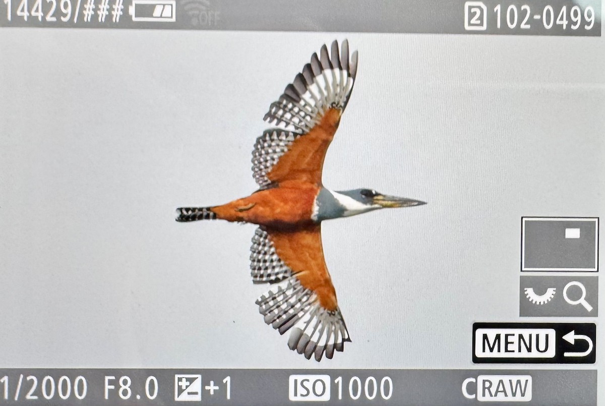 Ringed Kingfisher - ML646361879