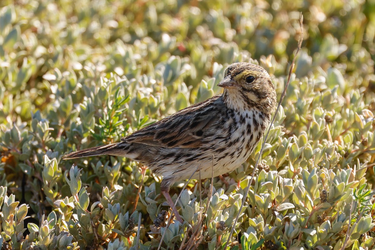 Savannah Sparrow - ML646361882