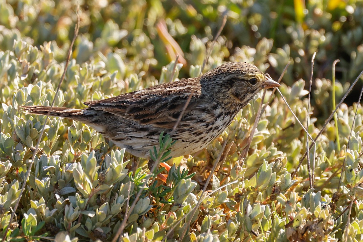 Savannah Sparrow - ML646361883