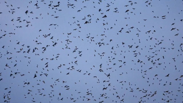 בז אמור - ML646361884