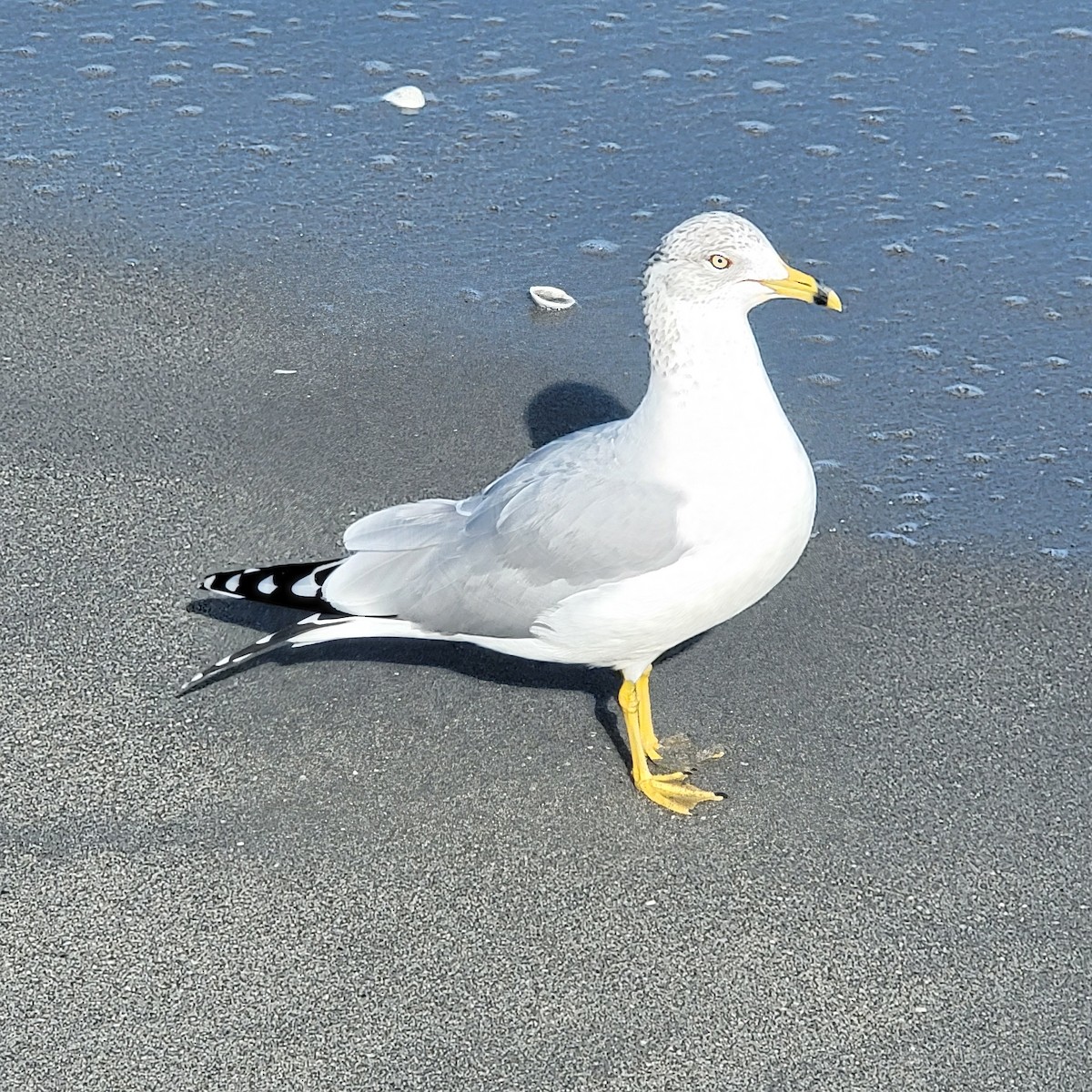 Ring-billed Gull - ML646361887