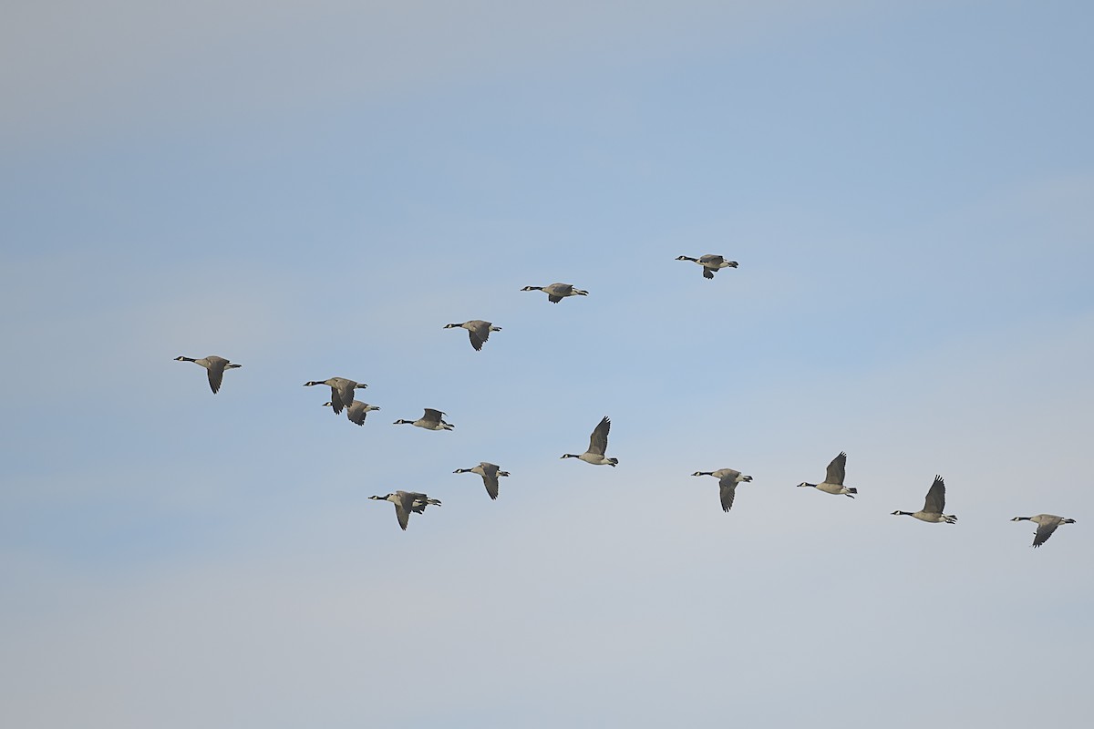 Bernache du Canada - ML646361889