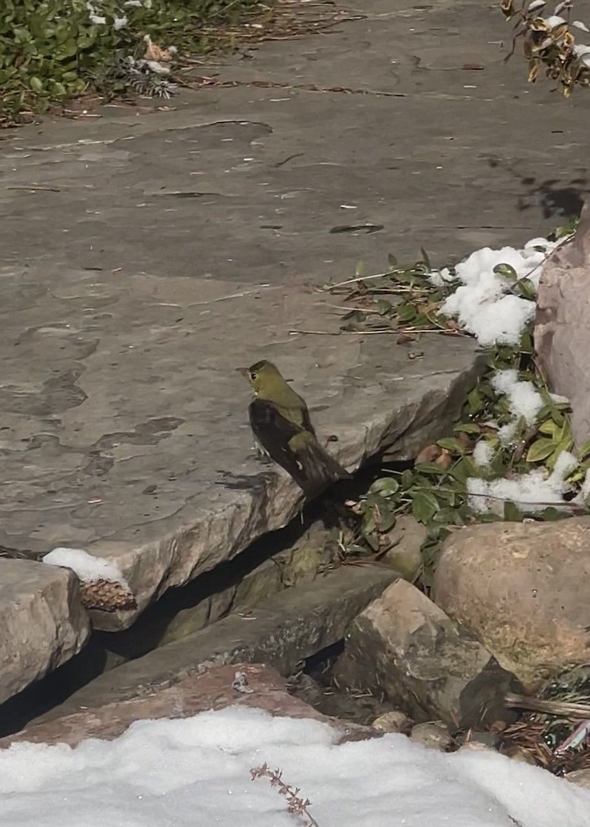 Scarlet Tanager - ML646361890