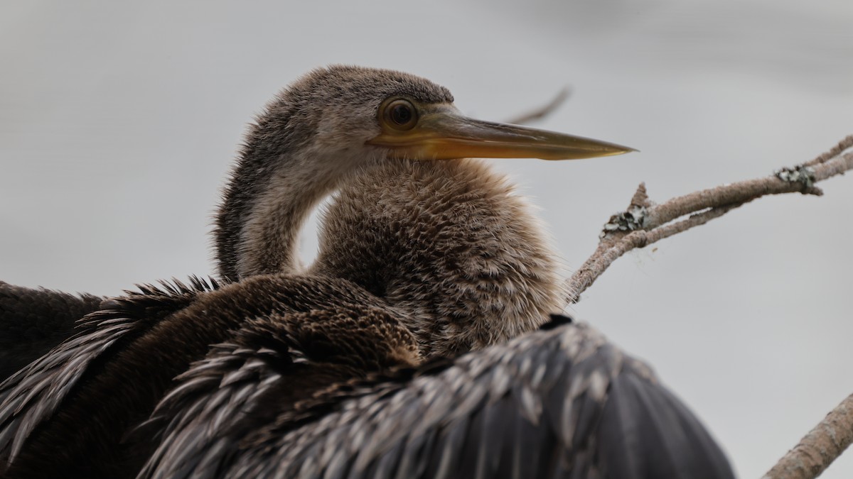 Anhinga - ML646361894