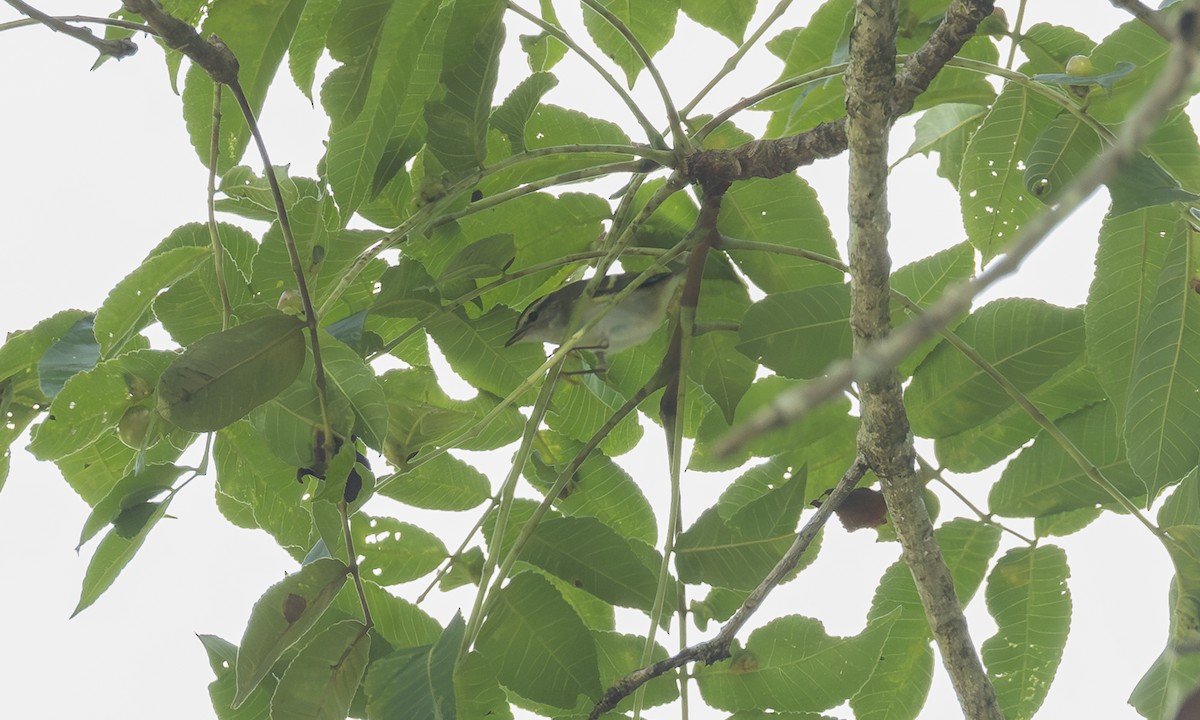 Борлог дууч шувуу - ML646361898