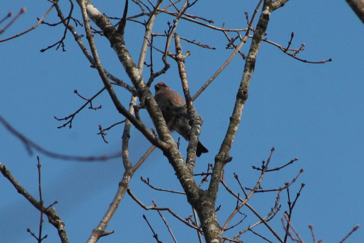 ギンザンマシコ - ML646361901