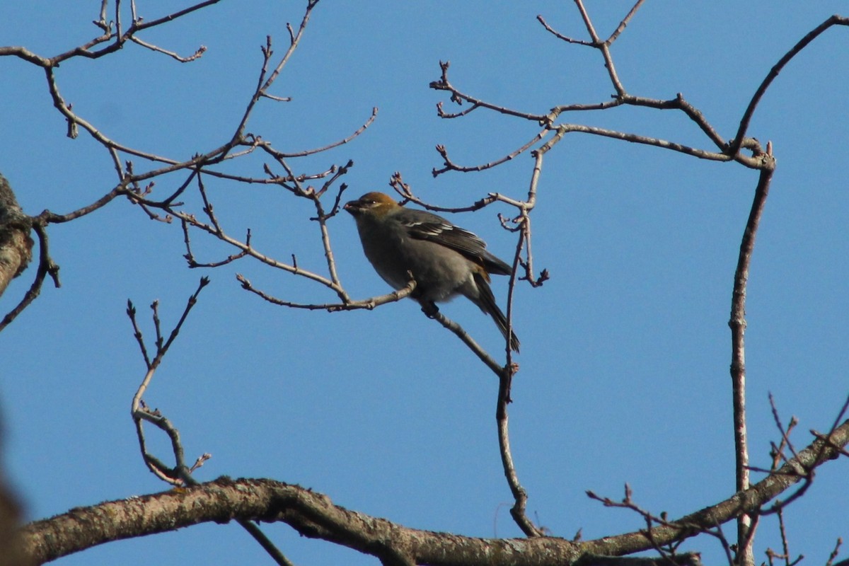 ギンザンマシコ - ML646361902