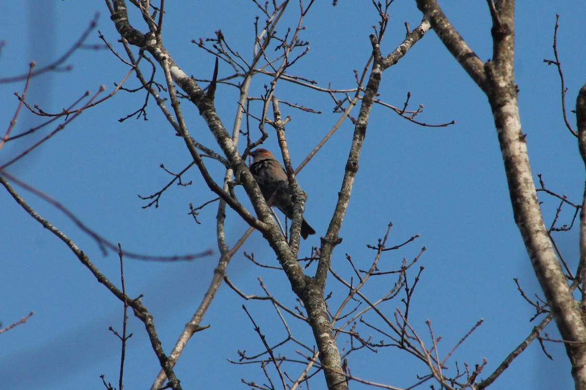 ギンザンマシコ - ML646361903