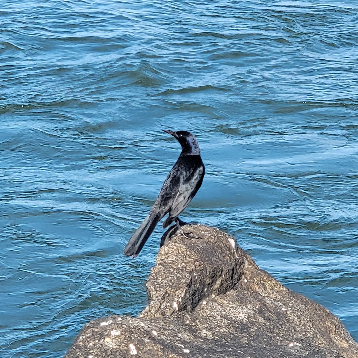 Boat-tailed Grackle - ML646361909