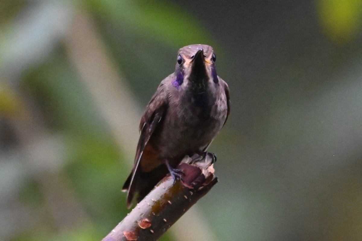 Brown Violetear - ML646361910