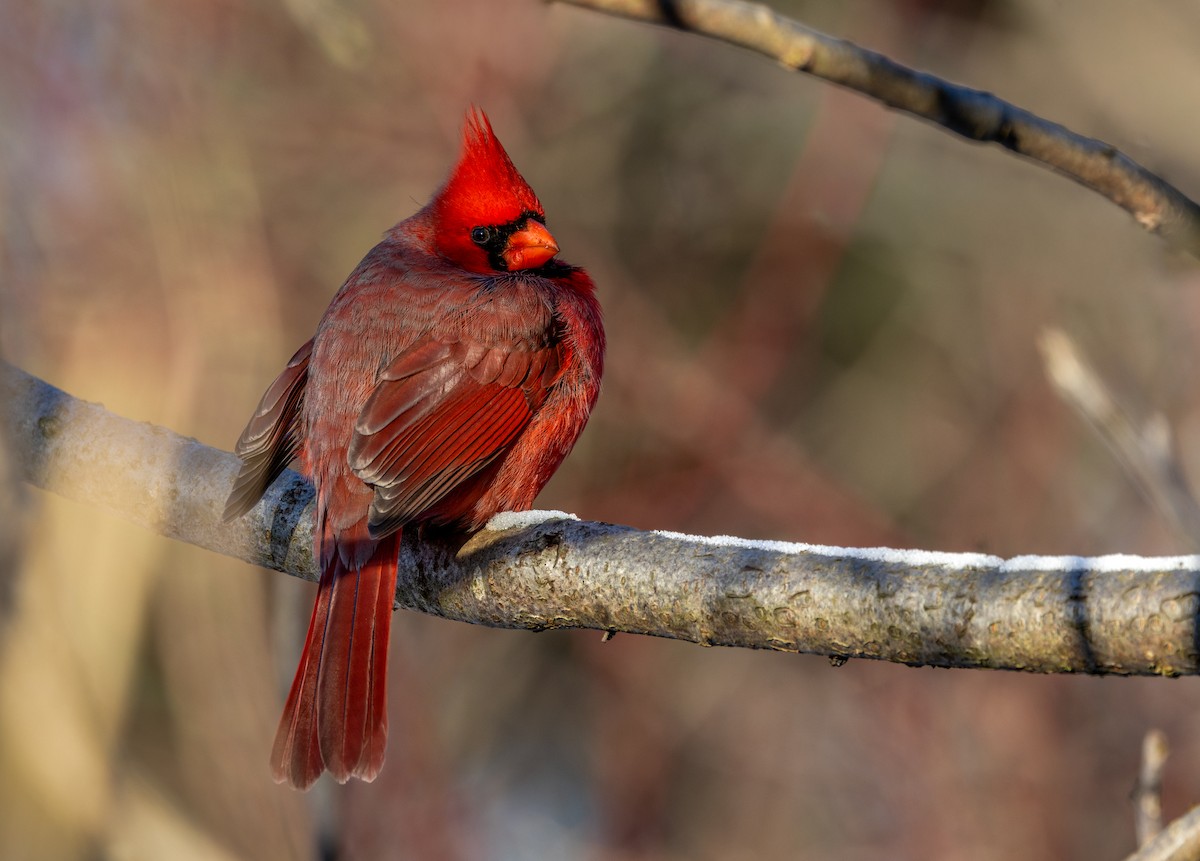 Northern Cardinal - ML646361918