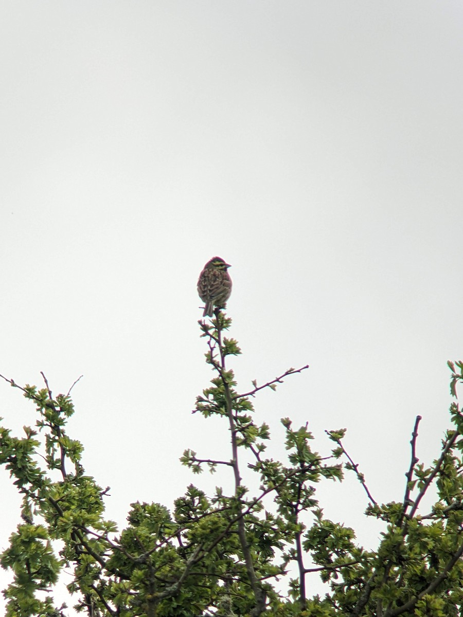 Cirl Bunting - ML646361922