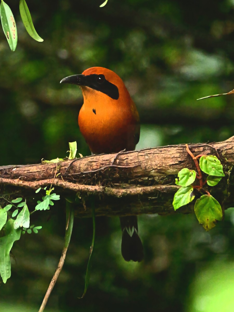 Rufous Motmot - ML646361923