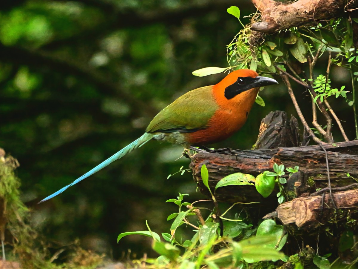 Rufous Motmot - ML646361924