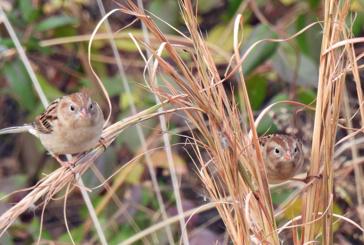 Field Sparrow - ML646361926