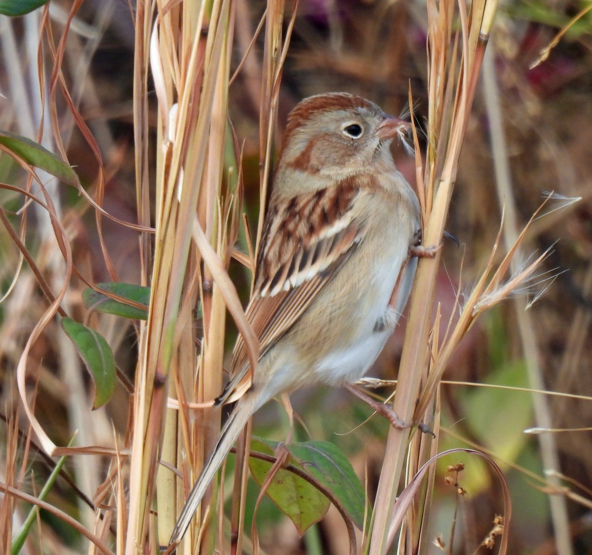 Field Sparrow - ML646361927