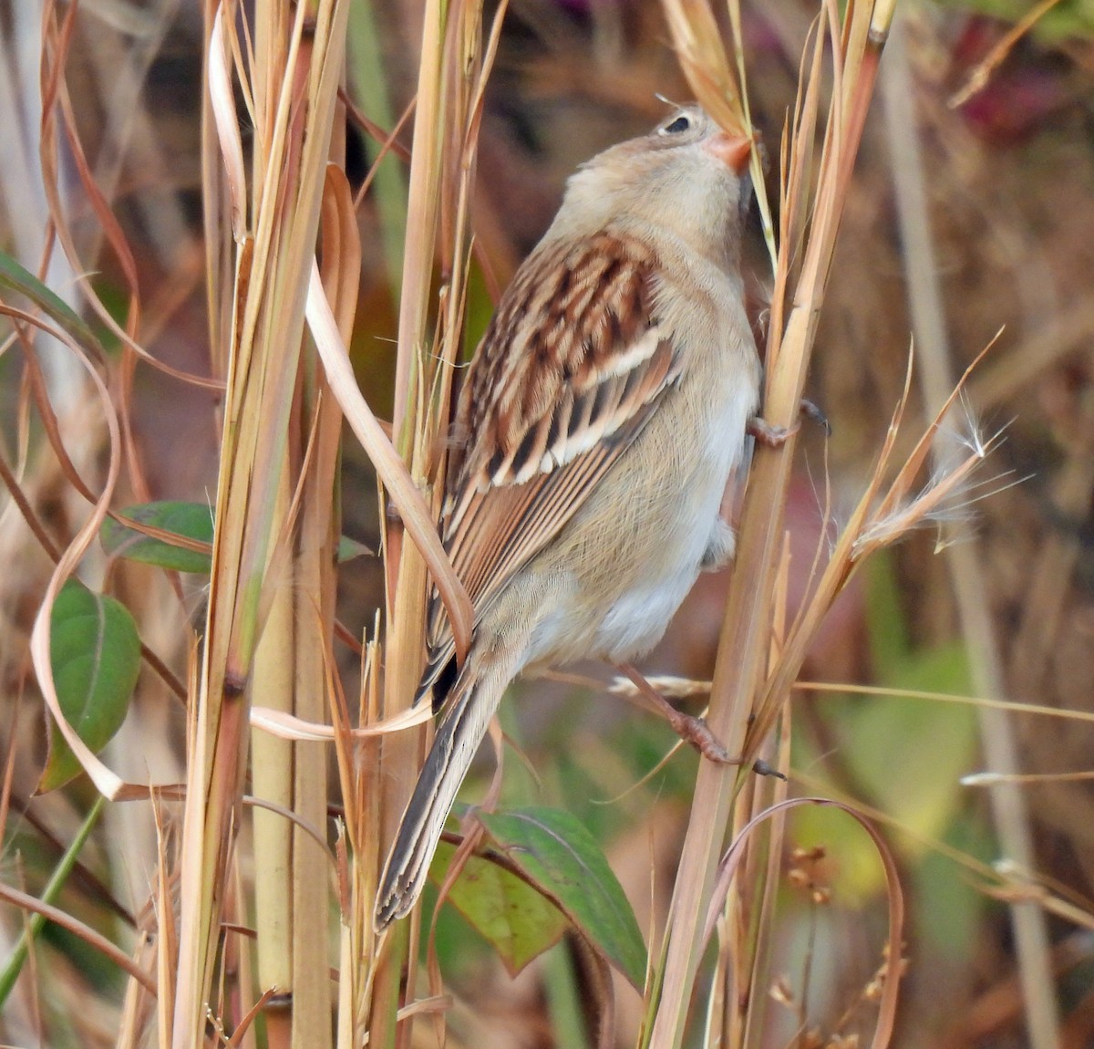 Field Sparrow - ML646361928