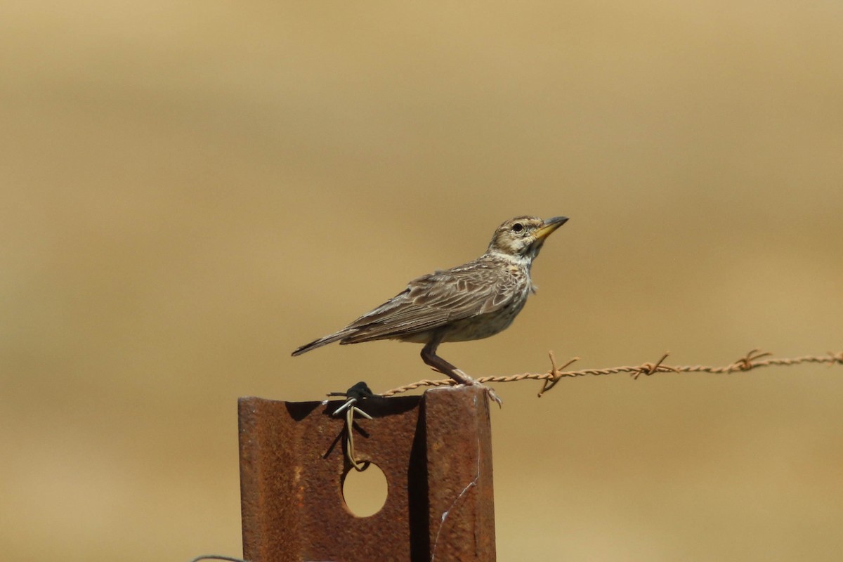 Large-billed Lark - ML646361929