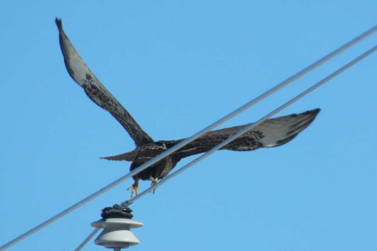 Канюк неоарктичний (підвид calurus/alascensis) - ML646361930