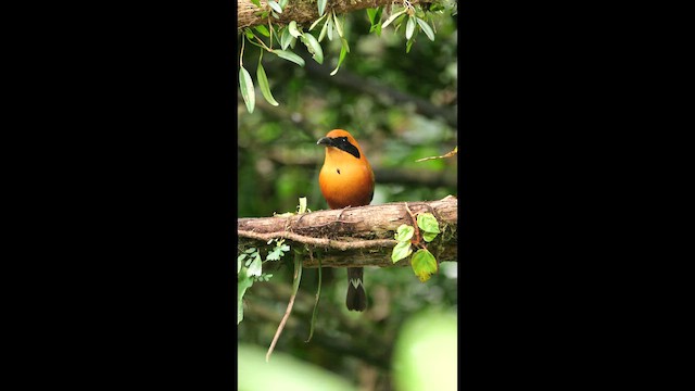 Rufous Motmot - ML646361931
